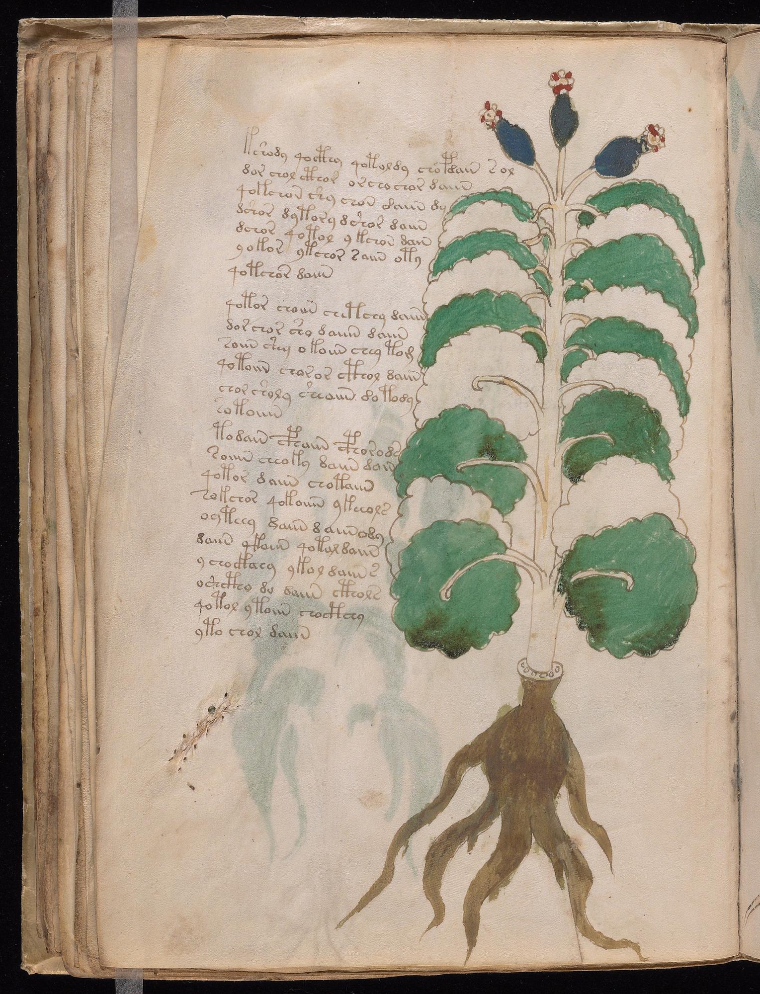 Voynich Manuscript folio f37v — Beinecke MS 408